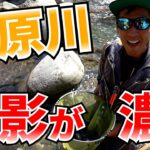 超絶魚影の高原川の鮎釣りが最高だった話【鮎釣り】