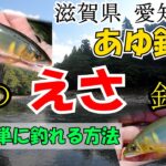 爆釣！【 鮎の餌釣り 】滋賀県の 愛知川 にてアユ釣りに挑戦です。誰でも簡単に釣れるよ～鮎の釣り方餌釣り編