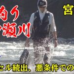 【鮎釣り】【一ツ瀬】豪雨後の悪条件の中での好釣果！