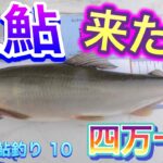 2022 鮎釣り 10　【尺鮎　来た〜　四万十川】