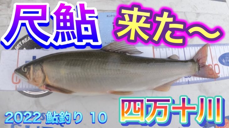 2022 鮎釣り 10　【尺鮎　来た〜　四万十川】
