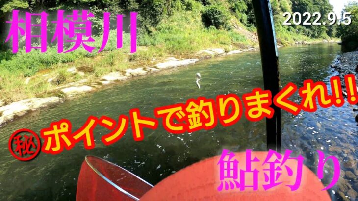 【鮎釣り】神奈川県相模川釣行#30