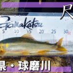 聖地・球磨川の大鮎と真っ向勝負！