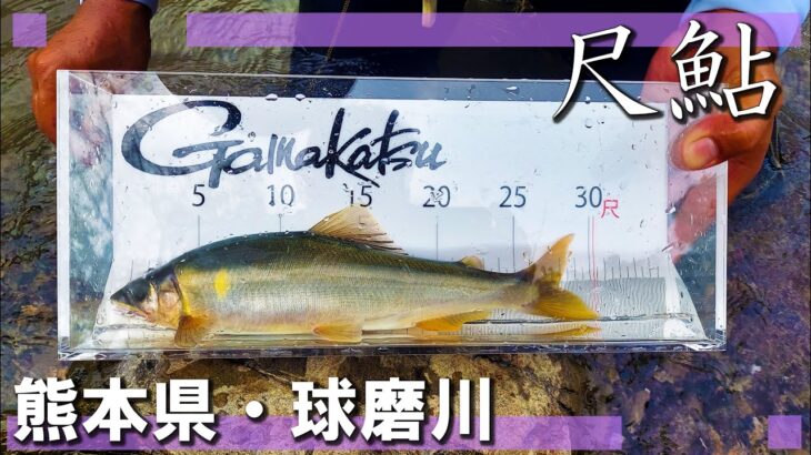 聖地・球磨川の大鮎と真っ向勝負！