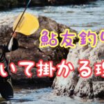 鮎友釣り　引き釣りで釣る【ボル引き】長良川郡上