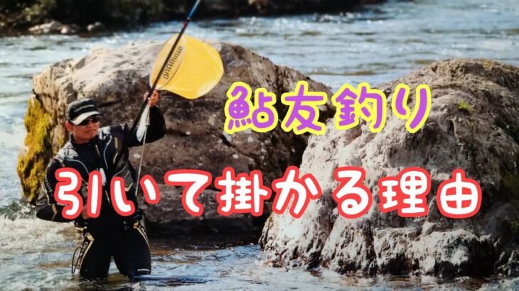 鮎友釣り　引き釣りで釣る【ボル引き】長良川郡上