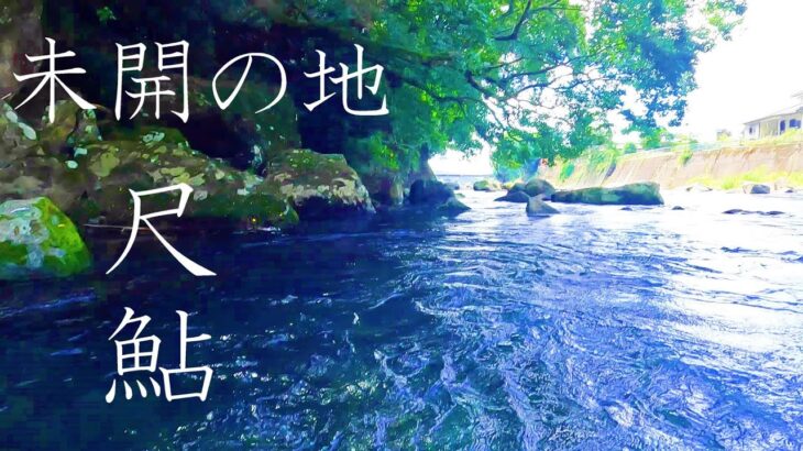 【尺鮎の刺し網＆しゃくり】釣り人がまったくいないスポットで大物を狙う