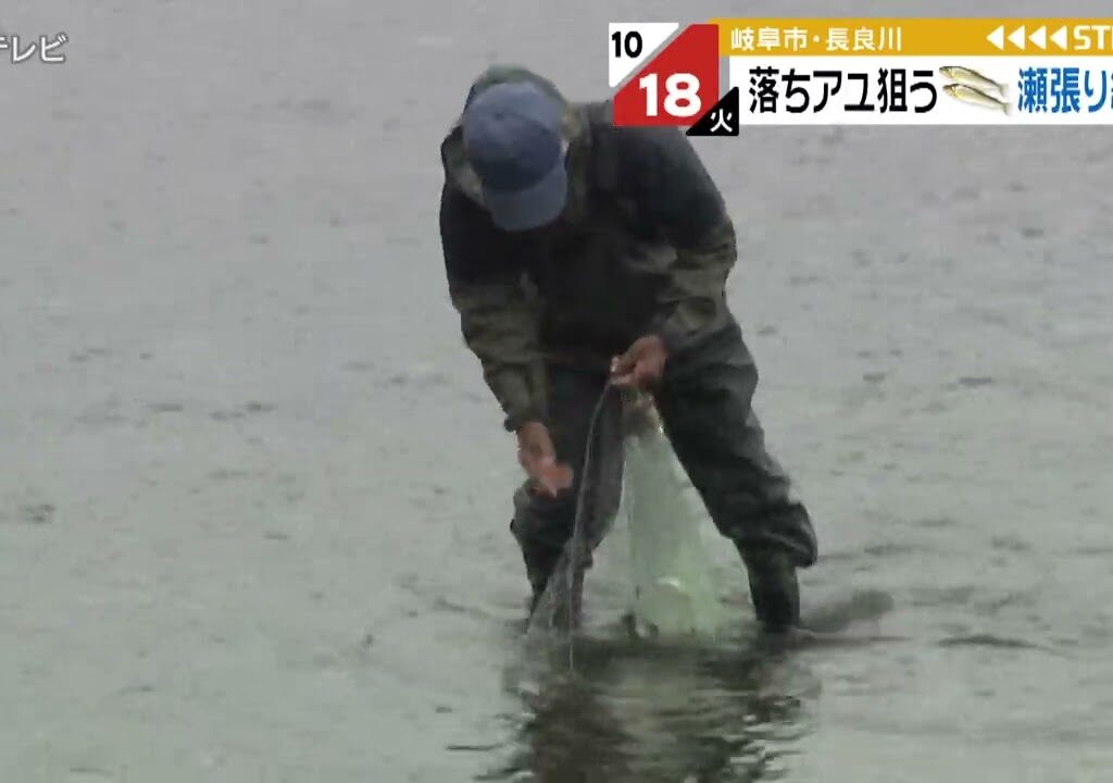 “落ち鮎”を狙う…伝統の漁法「瀬張り網漁」はじまる　岐阜・長良川