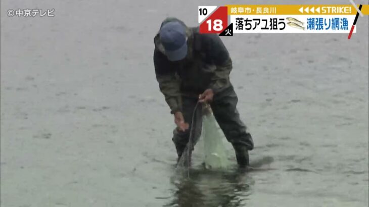 “落ち鮎”を狙う…伝統の漁法「瀬張り網漁」はじまる　岐阜・長良川
