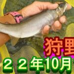 鮎釣り 平水 大仁橋 神島橋下 狩野川 2022年
