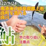 【鮎釣り2022】鮎釣り終盤の9月24日誰もいない和良川で台風直後の釣行！
