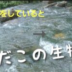 鮎釣りをしていると突然謎の巨大魚が・・・