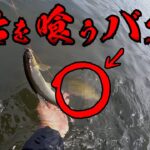 【衝撃】鮎の友釣りしてたら囮にバスが喰らい付いた話【鮎釣り】