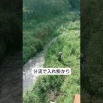 鮎はこんな細い分流でも釣れます #鮎釣り #釣らざるチャンネル #shorts