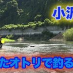 鮎釣り 弱ったオトリで釣る場合