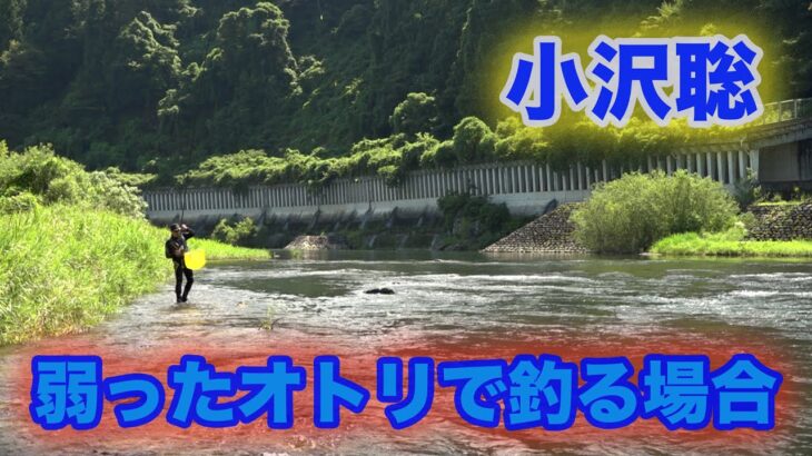 鮎釣り 弱ったオトリで釣る場合