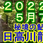 鮎釣り 10cm高引水 佐久間の吊橋 松阪食堂前 小又川出会下 温泉橋上下 日高川龍神 2022年