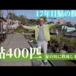 17年目鮎の放流！鮎400匹家の川に放流します！