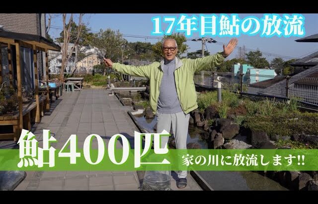 17年目鮎の放流！鮎400匹家の川に放流します！