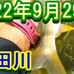 鮎釣り 20㎝高 引水 残り垢 朝日大橋 鶴佐橋上 小野橋下長良川支流吉田川 2022年