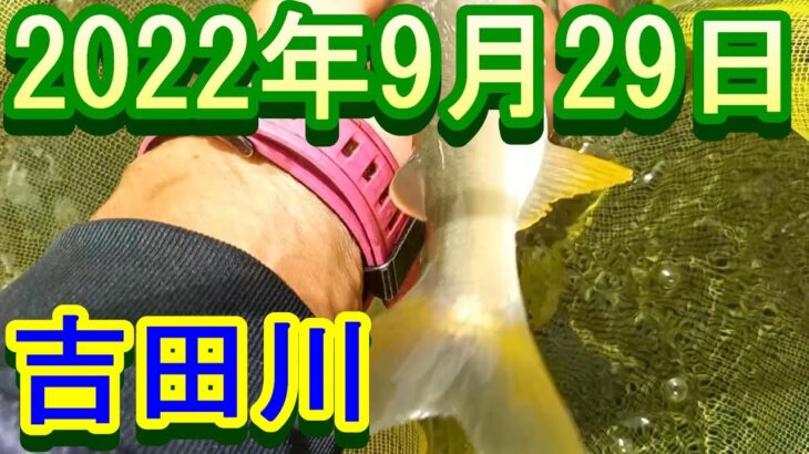 鮎釣り 20㎝高 引水 残り垢 朝日大橋 鶴佐橋上 小野橋下長良川支流吉田川 2022年