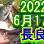 鮎釣り 渇水垢ぐされ 白鳥橋上 吉田川出会い下 七ツ石 長良川 2022年