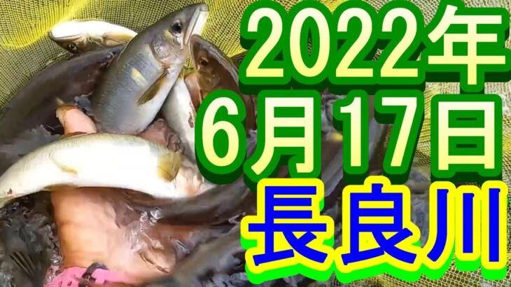 鮎釣り 渇水垢ぐされ 白鳥橋上 吉田川出会い下 七ツ石 長良川 2022年