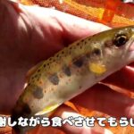 2023渓流釣り解禁  ヒレピン狙い、川虫で釣ってみる。