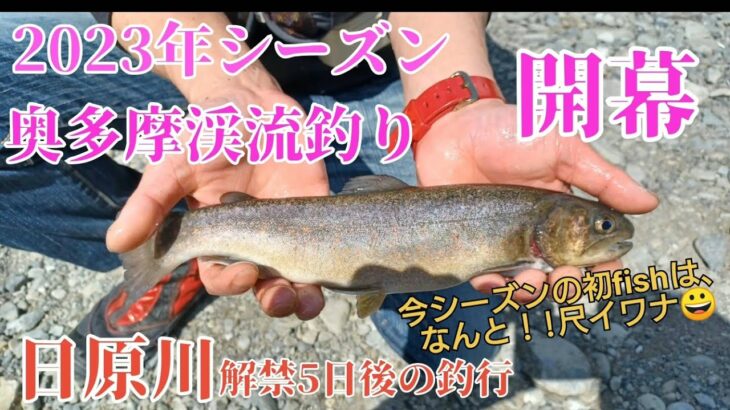 【渓流釣り】2023年シーズンの奥多摩渓流釣り開幕!!🎉