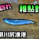 稚鮎のかき揚げが食べたくて2023
