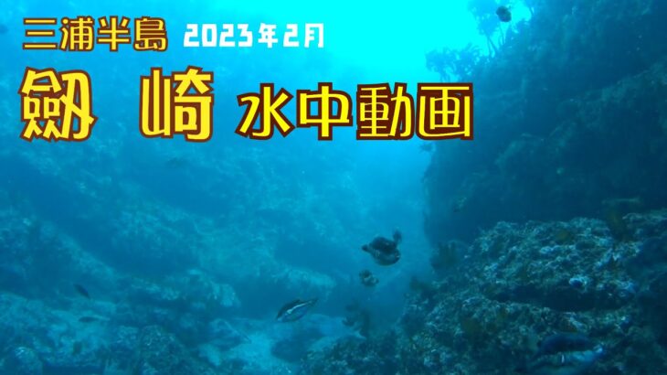 劔崎の水中（2023年2月）