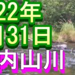 鮎釣り 5㎝高 田垣内  石ぶり 大内山川 2022年