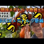 【鮎釣り】銀影競技メガトルクと銀影AIRメガトルクどう違う？