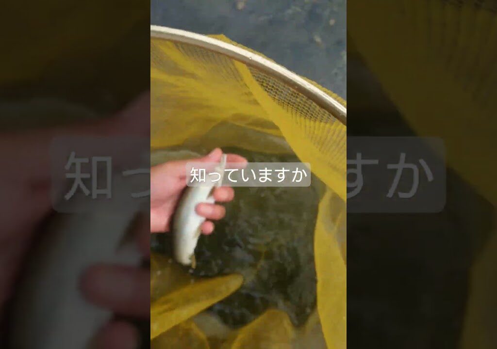 急流で釣れる鮎の引きを知っていますか? #鮎釣り #shorts