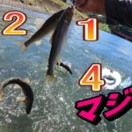鮎釣り 何で!どんだけ釣れるの！?