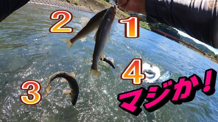 鮎釣り 何で!どんだけ釣れるの！?