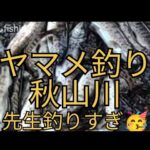【ヤマメ釣り】秋山川　鮎の先生　ヤマメも入れ掛かり🥳