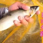 鮎釣り 球磨川 トヨタ前