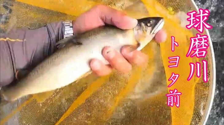 鮎釣り 球磨川 トヨタ前
