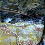 良型の天然ヤマメを余裕でぶち抜く【秋川・渓流釣り】
