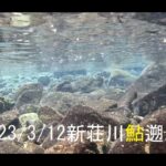 鮎youtube 2023 鮎遡上 新荘川 渇水