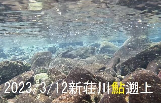 鮎youtube 2023 鮎遡上 新荘川 渇水