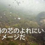 鮎youtube 鮎の遡上 in 渇水の物部川2023