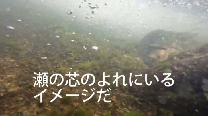 鮎youtube 鮎の遡上 in 渇水の物部川2023