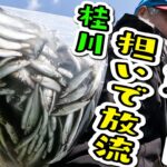 桂川鮎100万匹放流【2023.4.3担いで放流･前編】ニッカン釣りちゃんカメラマンも体験するぞ!!【桂川・鶴川地区】
