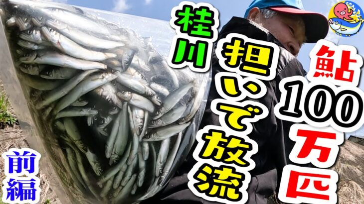 桂川鮎100万匹放流【2023.4.3担いで放流･前編】ニッカン釣りちゃんカメラマンも体験するぞ!!【桂川・鶴川地区】