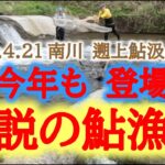 2023 4 21 南川 天然遡上鮎汲み上げ！