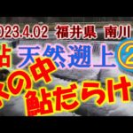 2023.04.02 南川 尾崎堰堤 鮎遡上Ⅱ（水中動画も）