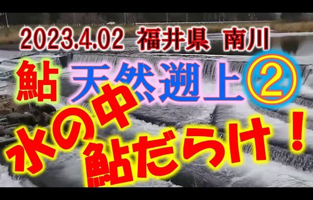 2023.04.02 南川 尾崎堰堤 鮎遡上Ⅱ（水中動画も）