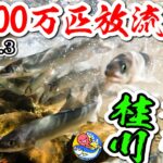【桂川2023年鮎担いで放流後編】年間100万匹放流しちゃうぞ!!2023.4.3【上野原支部・鶴川地区】